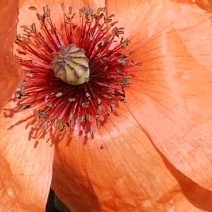 Meet your Posher, Dana